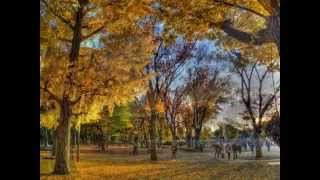 Autumn leaves in Ueno park, Tokyo (photo slideshow) 上野公園の紅葉