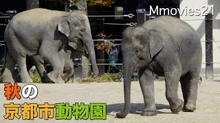 Kyoto city zoo 秋の京都市動物園(2015年10月17日)