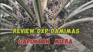 REVIEW DXP DAMIMAS UMUR 40AN BLN REPLANTING GAPOKTAN MITRA