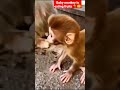 Little baby monkey is eating fruits🐒😊||#shorts #animals #youtubeshorts