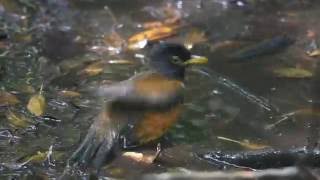 アカコッコの水浴び　三宅島／Izu Islands thrush taking abath in Miyake Island