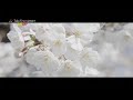 8k60p 2020 tokyo hanami shot on red