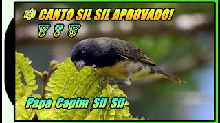 PAPA CAPIM SIL SIL🎶 BAIANO🎶HÁ 8 ANOS ENSINANDO CANTO🎼SIL SIL🎼 APROVADO! 🏅🎖️🥇  #papacapim