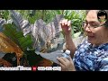 anthurium story ตอน การผสมเกสรโชคเก้าชั้น อายุการถือฝัก เทคนิคการทำสาวโชคเก้าชั้น