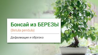 БОНСАЙ из БЕРЕЗЫ I Birch Bonsai. Summer Defoliation and Pruning.