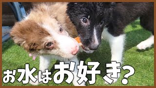 初めて水遊びした子犬たちの可愛い姿に癒される♪【ボーダーコリー】