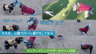 ミニチュアシュナウザーもも氏　公園でボール遊びをしてみる