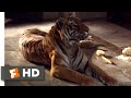 The Hangover (2009) - What Do Tigers Dream Of? Scene (8/10) | Movieclips