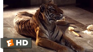 The Hangover (2009) - What Do Tigers Dream Of? Scene (8/10) | Movieclips
