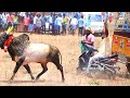 உண்மையான வீரன் 💪🏻😡🔥 தமிழன் 🥵❣️ jallikattu jallikattu videos