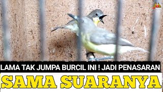 EDAN LAMA TAK JUMPA BURUNG KECIL INI ! JADI PENASARAN SAMA SUARANYA !