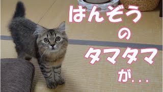 【猫の去勢手術】子猫のタマタマが１個しかないことが判明/cat/kitten/munchkin