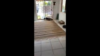 Dog Gets Zoomies After Bath and Slams Against Glass
