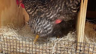 Chicken laying an egg, a close-up view