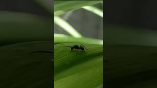 Polyrhachis rastellata queen foraging with brood #shorts