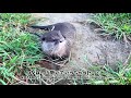 カワウソコタローとハナ　川がある公園へお散歩【後編】　otter kotaro u0026hana take a walk on the riverside part2