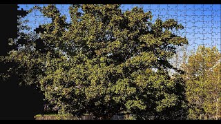 Breathtaking Tree ModifiedImages Puzzle Time Lapse 500pcs