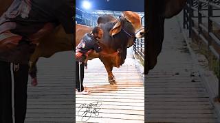 Gigantic Red Brahman bull is getting brushed by his handler