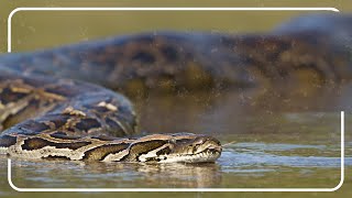 23 Foot Python Hunts Endangered Iguanas In The Everglades