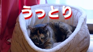 ベッドをふみふみしてぽいんぽいんする猫が無防備可愛い