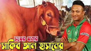 ক্রিকেটার সাকিব আল হাসানের গরুর খামার। সখ থেকে গরু পালেন এই ক্রিকেটার