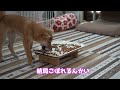 【柴犬小夏】ドッグフードを盛大にこぼして叱られた柴犬　生後４ヶ月