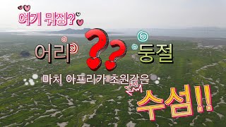 한국의 세링게티 초원  \