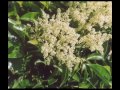 glossy privet herb health benefits