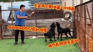 犬舍两个刺头第一次见面，加纳利稍有不慎就爆发，威力表现出乎意料