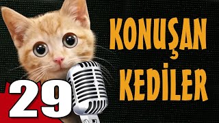 Konuşan Kediler 29 - En Komik Kedi ları
