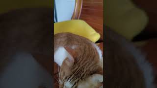 #411-橘龍龍每日紀錄 2024-06-14 #毛孩 #cat #dailyvlog #橘貓