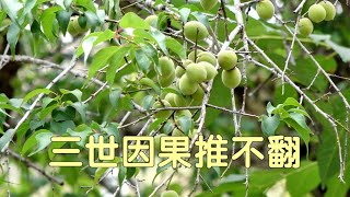 三世因果推不翻   ~圣开导师 讲 《幸福之音》  [唯佛宗世界人乘佛教]