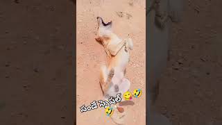 మా ఓనర్ అమ్మ 😋😋😋🤣🤣🍗🥺#dog #animalfundub #doglover #pets #comedyvideos