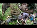 Hunting Giant Snake, Wild Boar and Cooking in The mountain/Yos Hav Zoov Tua Npua Teb Tua Nab