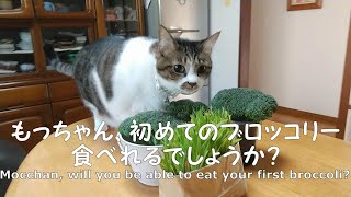 猫のもっちゃん初めてのブロッコリー、食べれるでしょうか？