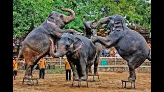 Elephants play at Dehiwala Zoo (දෙහිවල සත්තු වත්තෙ අලි සෙල්ලම්)