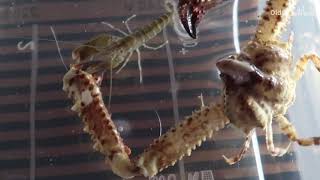 枪虾VS强壮蟹 Gun Shrimp VS Strong Crab