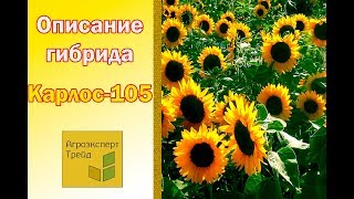 Подсолнечник Карлос 105 🌻, описание гибрида 🌻 - семена в Украине