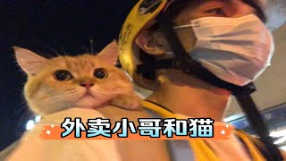 外卖小哥和猫｜绝育后的乔乔恢复的怎样了？看看它的状态如何