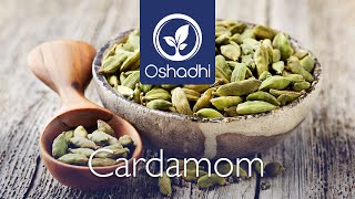 Cardamom (Elettaria cardamomum) | Essential-Oil-Plant Portrait by Dr. Malte Hozzel