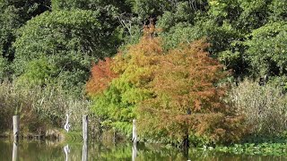 【最後に１羽だけが残りましたが・・・】カルガモ（その２）　水生植物園から次々と飛び立ちます　きょうの浮間公園６（２０２４年１１月６日（水）撮影）