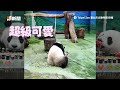 貓熊圓仔11歲生日快樂！推倒蛋糕大嗑模樣萌翻粉絲🥰｜寵物動物｜臺北市立動物園