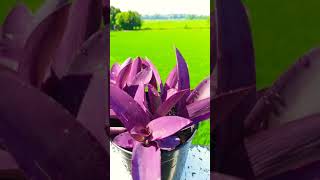 Purple Heart Propagation. How to grow purple heart plant. #gardening #shorts #heart #purple#ornament