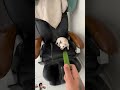 Doing Kuchi Kuchi with a cucumber🥒#shorts #animals #funny #@eviatarozeri