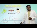 Action potential Physiology Basics