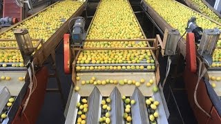 Lemons Sorted and Packed