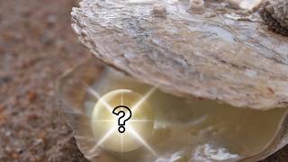 Pearl Surprises! (Reveals 19082 - 19106)