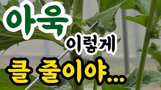 텃밭에서 누구나 쉽게 키울수 있는 아욱(#파종시기,#재배방법,#성분)