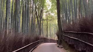 京都 嵐山 竹の小径