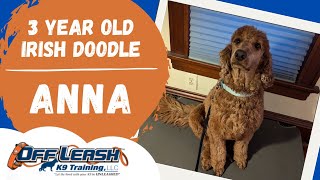 Best Irish Doodle Dog Training | Davenport, IA | Anna